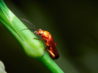 Rhagonycha fulva