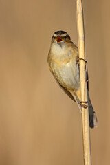 Rokitniczka (Acrocephalus schoenobaenus)