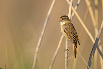 Rokitniczka (Acrocephalus schoenobaenus)