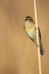 Rokitniczka (Acrocephalus schoenobaenus)