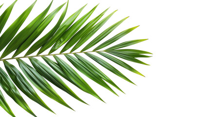 Obraz premium tropical palm leaf isolated on transparent background, leaf cut out 