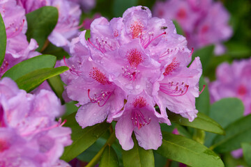 Rhododendron Blüten im Frühjahr	
