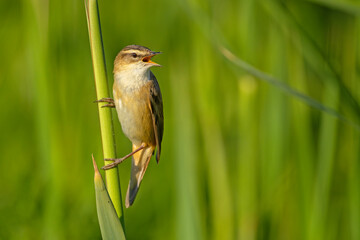 Rokitniczka (Acrocephalus schoenobaenus) © Grzegorz