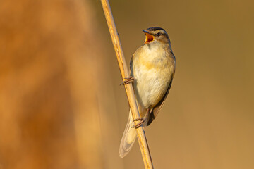 Rokitniczka (Acrocephalus schoenobaenus)