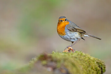 Rudzik (Erithacus rubecula) © Grzegorz
