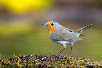 Rudzik (Erithacus rubecula) © Grzegorz