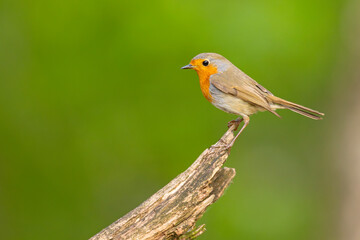 Rudzik (Erithacus rubecula) © Grzegorz