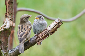 Junger Haussperling bei der Fütterung	