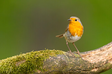 Rudzik (Erithacus rubecula) © Grzegorz