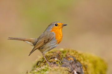 Rudzik (Erithacus rubecula) © Grzegorz