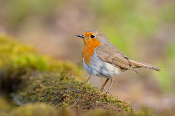 Rudzik (Erithacus rubecula) © Grzegorz