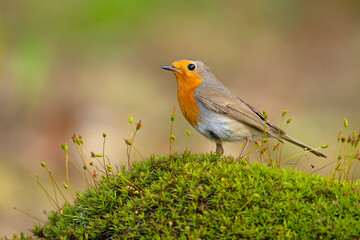 Rudzik (Erithacus rubecula) © Grzegorz