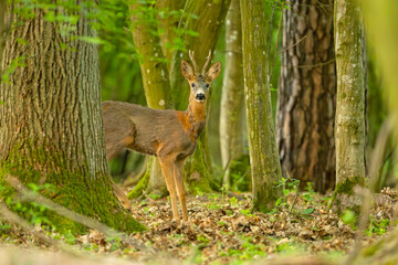 Sarna europejska (Capreolus capreolus) © Grzegorz