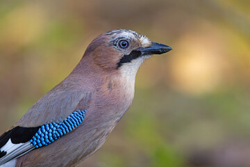 Sójka (Garrulus glandarius) © Grzegorz