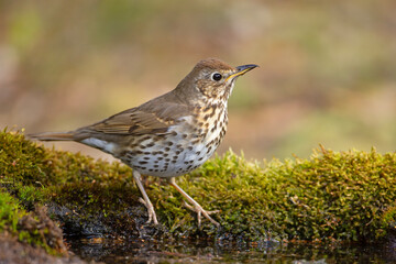 śpiewak (Turdus philomelos) © Grzegorz