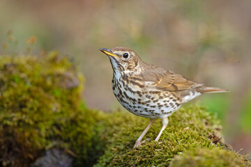 śpiewak (Turdus philomelos) © Grzegorz