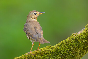 śpiewak (Turdus philomelos) © Grzegorz