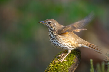 śpiewak (Turdus philomelos) © Grzegorz