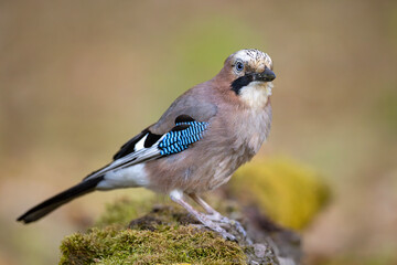 Sójka (Garrulus glandarius) © Grzegorz
