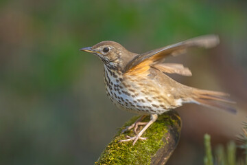 śpiewak (Turdus philomelos) © Grzegorz
