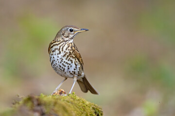 śpiewak (Turdus philomelos) © Grzegorz