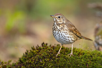 śpiewak (Turdus philomelos) © Grzegorz