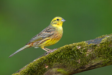 Trznadel (Emberiza citrinella) © Grzegorz