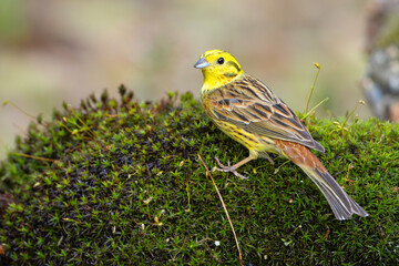 Trznadel (Emberiza citrinella) © Grzegorz