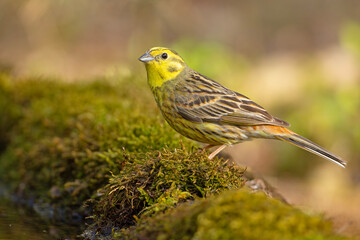 Trznadel (Emberiza citrinella) © Grzegorz