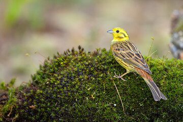 Trznadel (Emberiza citrinella) © Grzegorz