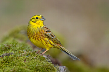 Trznadel (Emberiza citrinella) © Grzegorz