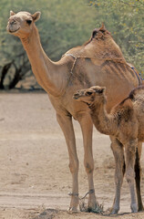 Dromedary