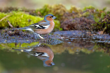 Zięba (Fringilla coelebs) © Grzegorz