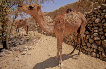 Dromedary