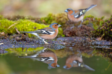 Zięba (Fringilla coelebs) © Grzegorz