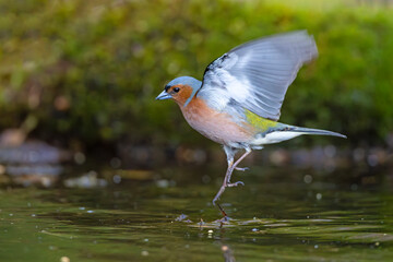 Zięba (Fringilla coelebs) © Grzegorz