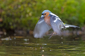 Zięba (Fringilla coelebs) © Grzegorz