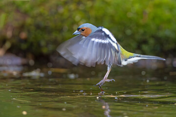 Zięba (Fringilla coelebs) © Grzegorz
