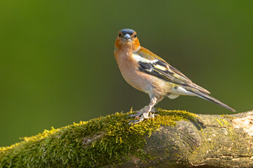 Zięba (Fringilla coelebs) © Grzegorz