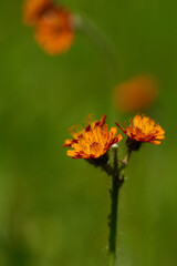 Orangerotes Habichtskraut (Hieracium aurantiacum )	