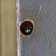 木の天井にある穴からひょっこり顔をだしてるクマバチ