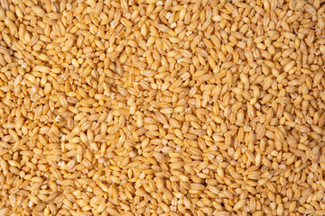 Wheat grain as a background. Top view.