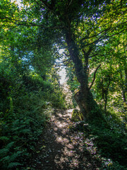 Obraz premium Summer pathway in a Cornish forest