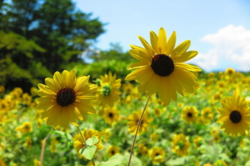 Fototapeta premium 夏の空とたくさんのひまわりの咲く公園の風景9