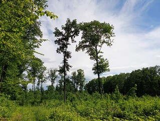 Obraz premium Forest landscape with single tall oak trees in a section of felled forest against a summer blue sky.