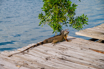 An iguana sunbathing at Miami, Florida, USA