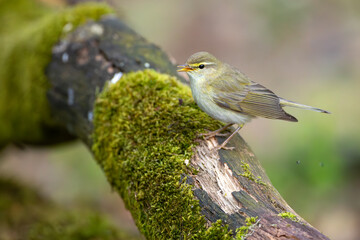 Piecuszek (Phylloscopus trochilus) © Grzegorz