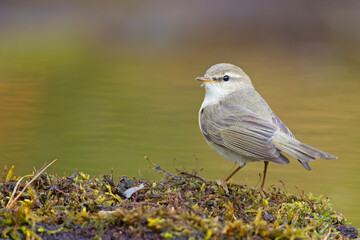 Piecuszek (Phylloscopus trochilus) © Grzegorz