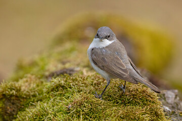Piegża (Curruca curruca) © Grzegorz
