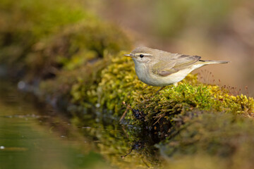 Piecuszek (Phylloscopus trochilus) © Grzegorz